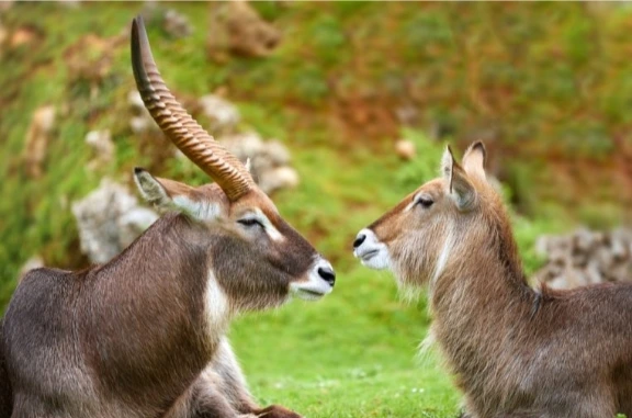 5 days classic tanzania family safari | Kizza Adventure